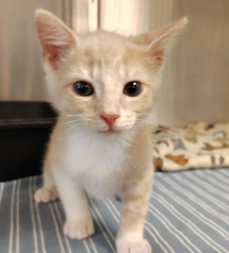 A young small-sized male Domestic Short Hair cat named Putty for adoption in Indiana, PA