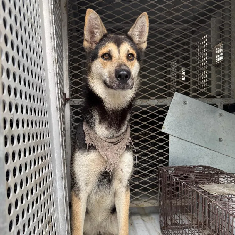 A young medium-sized female Black German Shepherd Dog dog named Emily for adoption in Edinburg, TX