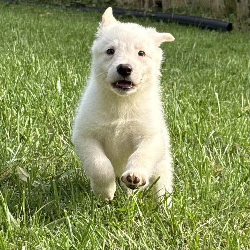 A baby large-sized male Retriever dog named Butternut for adoption in Ellicott City, MD