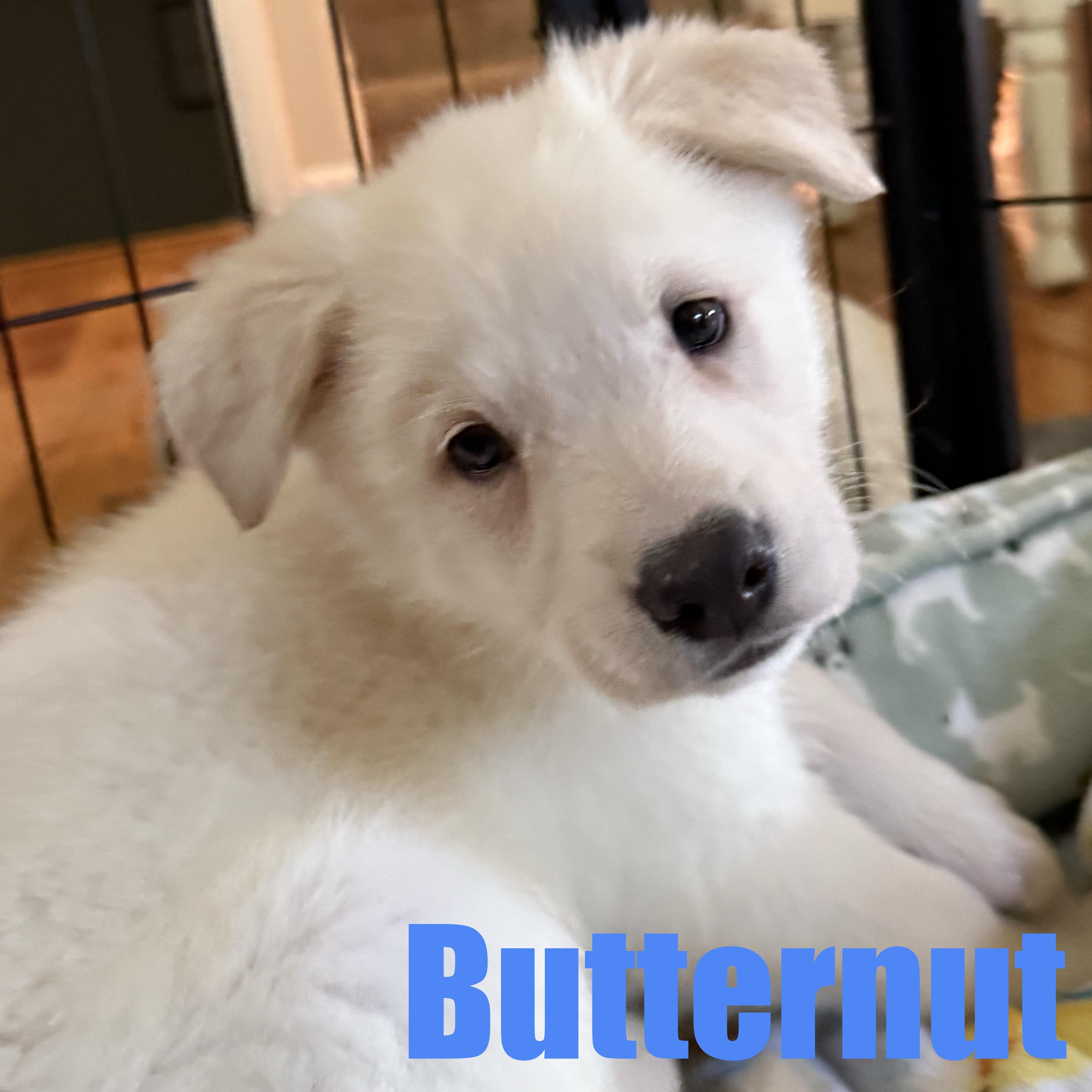 Butternut thumbnail 2