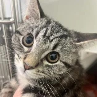 A baby medium-sized female Tabby (Gray / Blue / Silver) Domestic Short Hair cat named Avocado for adoption in Phoenixville, PA