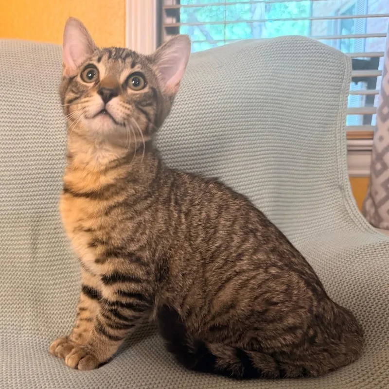 A baby medium-sized male Brown / Chocolate Domestic Short Hair cat named Rambler for adoption in Flower Mound, TX