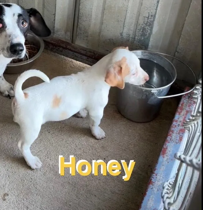 A baby small-sized female Chihuahua dog named Honey for adoption in Ada, OK