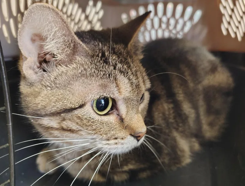 An adult small-sized female Domestic Short Hair cat named Lele for adoption in Saint Clairsville, OH
