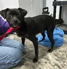 An adult small-sized male Pug dog named Pugsley for adoption in Scottsburg, IN