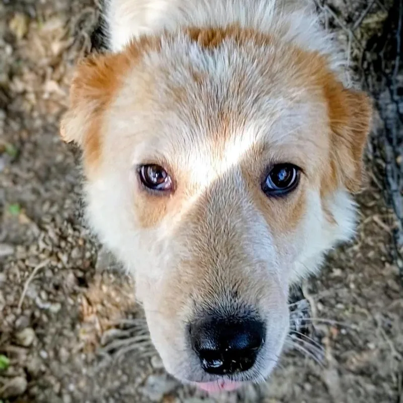 A young medium-sized male Red / Chestnut / Orange Great Pyrenees dog named Barkley D for adoption in Corsicana, TX