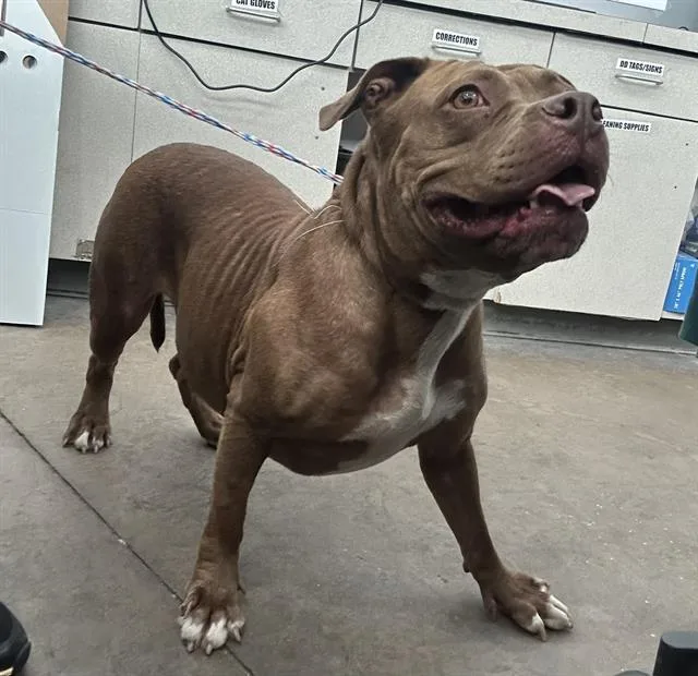 An adult large-sized female Mixed Breed dog named Baby for adoption in Dallas, TX