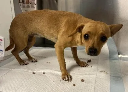 A baby small-sized female Chihuahua dog named Central for adoption in Fresno, CA