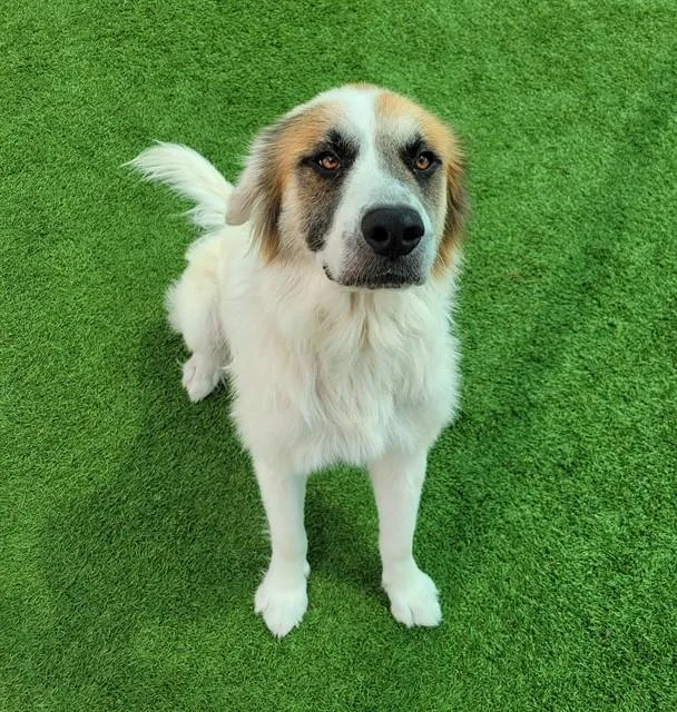 An adult large-sized male Great Pyrenees dog named Wallace for adoption in Sarasota, FL