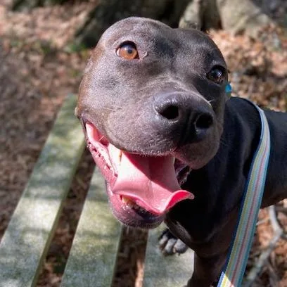 An adult large-sized female Black Mixed Breed dog named Little Girl for adoption in Jacksonville, FL