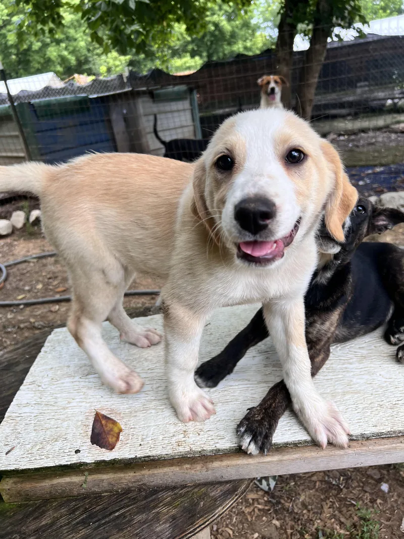 A baby large-sized female Great Pyrenees dog named Almond for adoption in Tracy City , TN