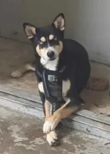 An adult large-sized male Husky dog named Negruzco for adoption in San Antonio, TX