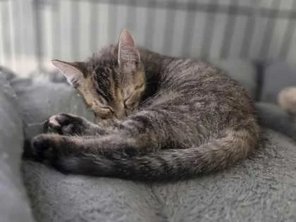 A young small-sized female Domestic Short Hair cat named Cate for adoption in Baton Rouge, LA