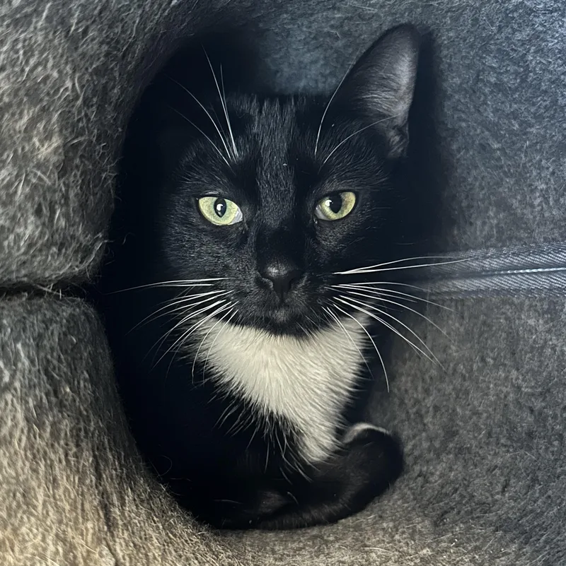 A young medium-sized female Black & White / Tuxedo Domestic Short Hair cat named Sushi for adoption in Cooperstown, NY