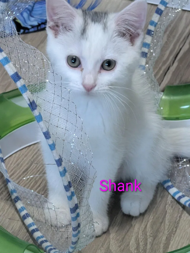 A young small-sized female Domestic Short Hair cat named Shank for adoption in Aurora, CO