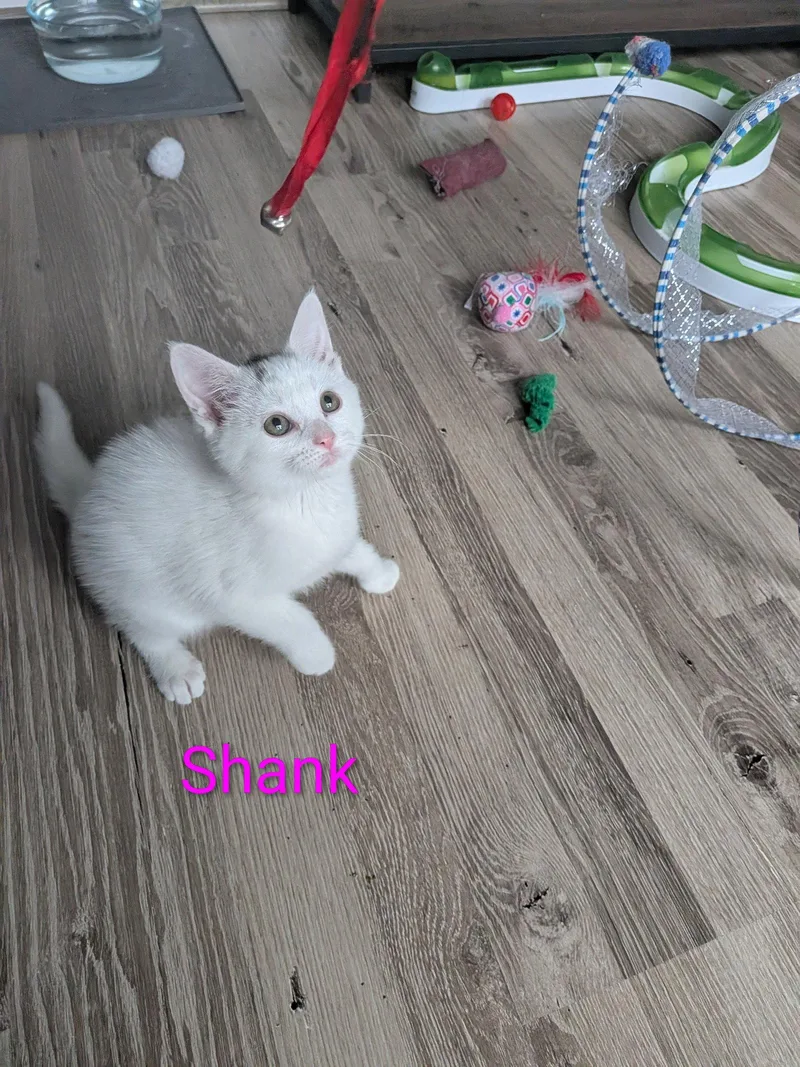 Shank thumbnail 3