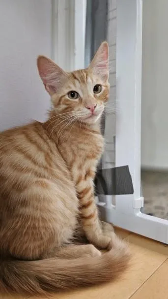 Tigger