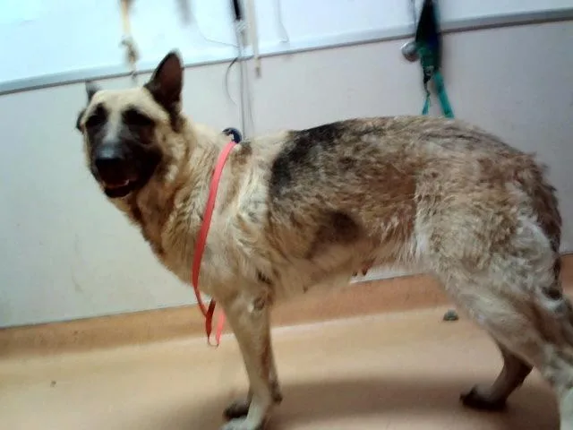 An adult large-sized female German Shepherd Dog dog named Fable for adoption in Martinez, CA