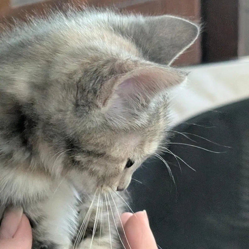 A baby medium-sized female Dilute Calico Domestic Short Hair cat named Matcha for adoption in Reisterstown, MD