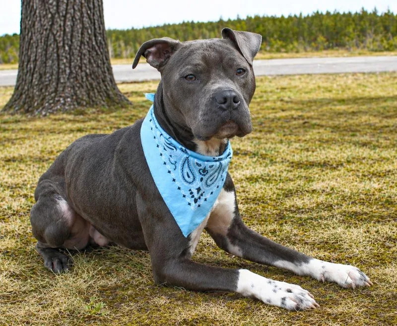 An adult medium-sized male American Staffordshire Terrier dog named Sasuke for adoption in Cheboygan, MI