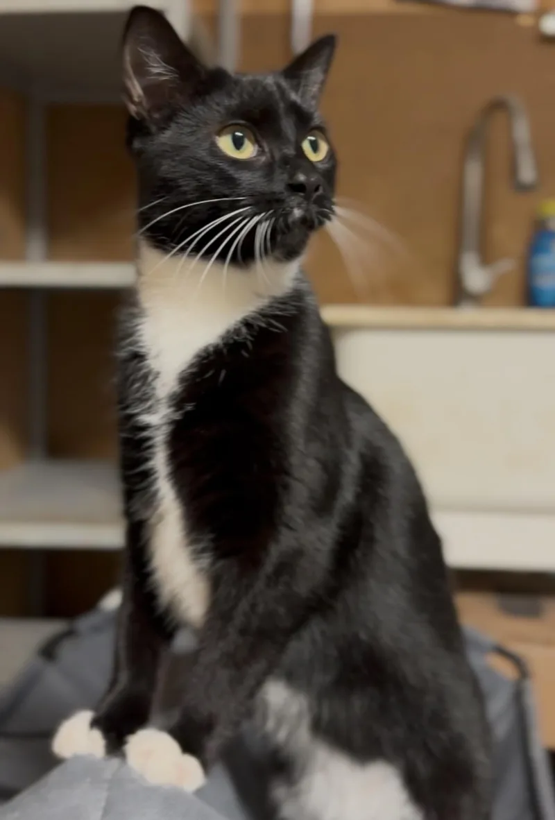 Lady Gaga thumbnail 2