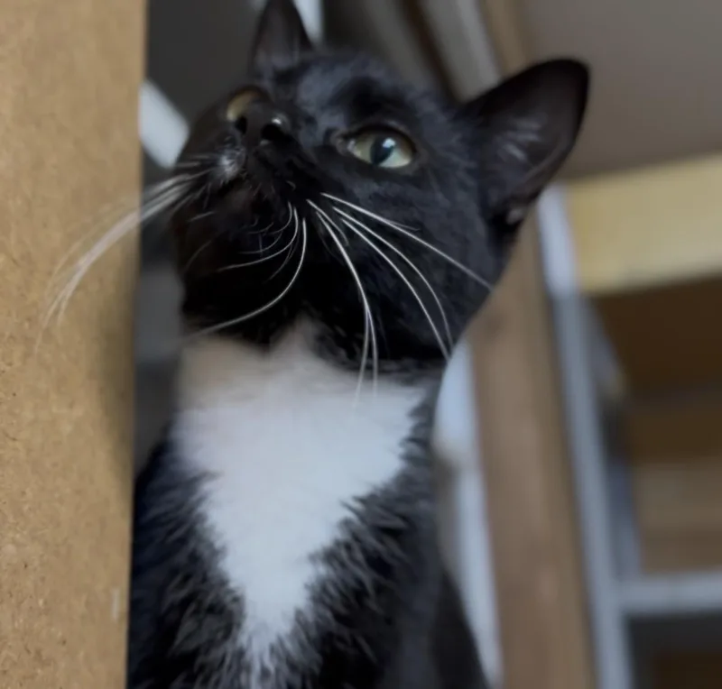 Lady Gaga thumbnail 3