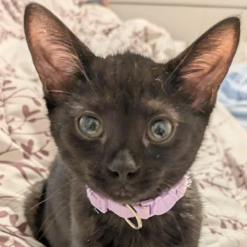 A baby small-sized female Black Domestic Short Hair cat named Whipped Cream for adoption in Evanston, IL