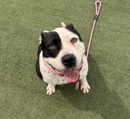 An adult large-sized male Pit Bull Terrier dog named Charles for adoption in Los Angeles, CA