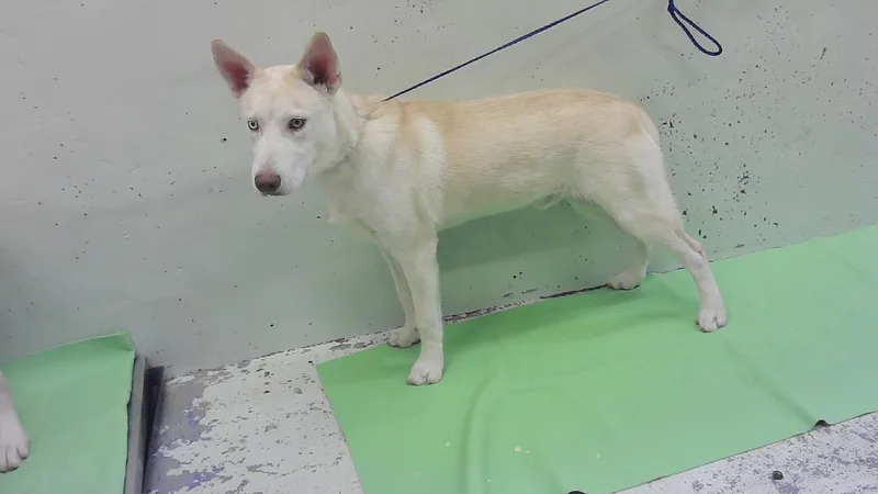 A young medium-sized male Husky dog named Guerry for adoption in Houston, TX