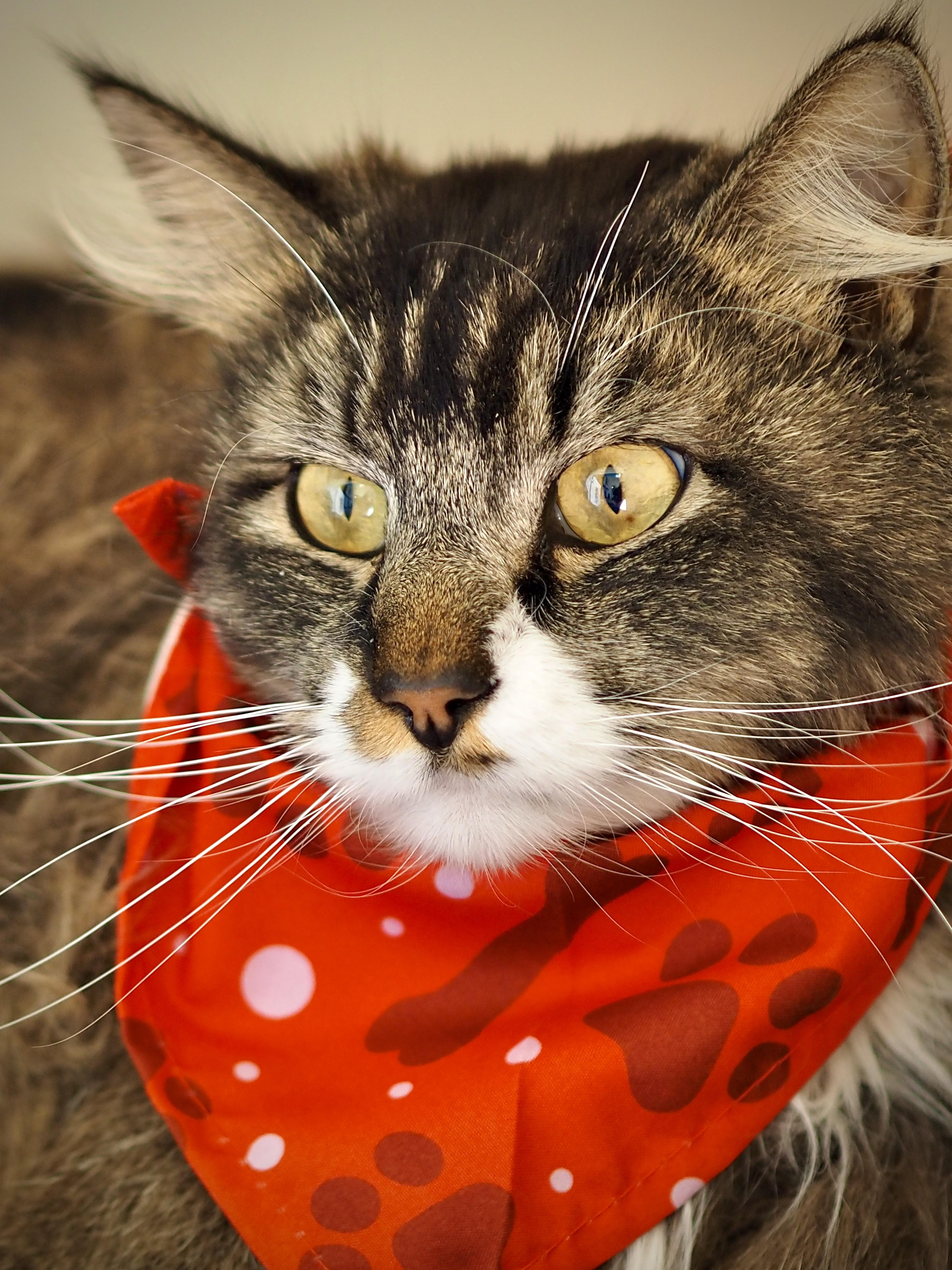 An adult medium-sized male Tabby (Brown / Chocolate) Domestic Long Hair cat named Ash for adoption in Buena Vista, CO