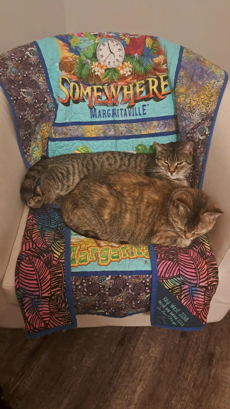 Cat  Frannie thumbnail 2