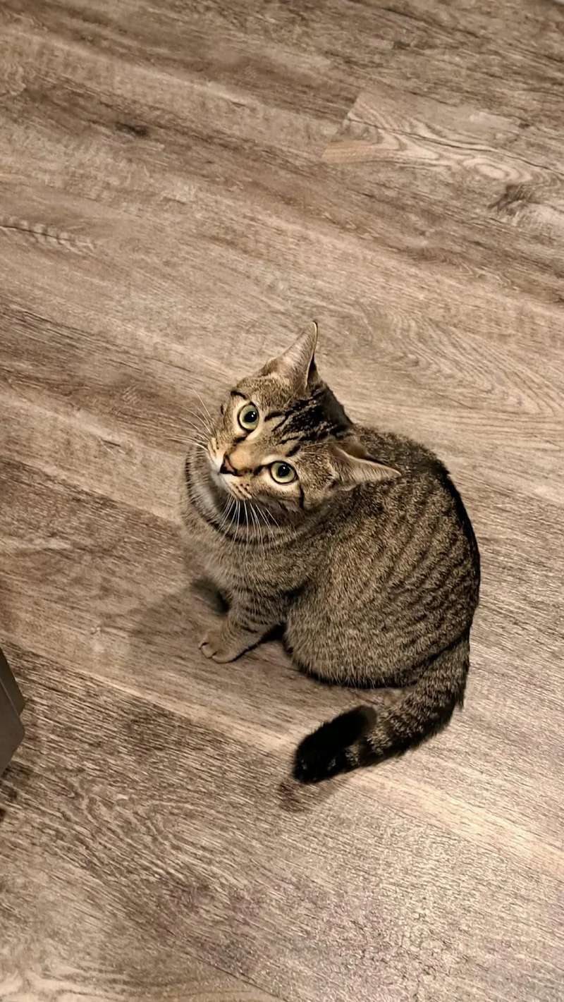 Cat  Frannie thumbnail 3