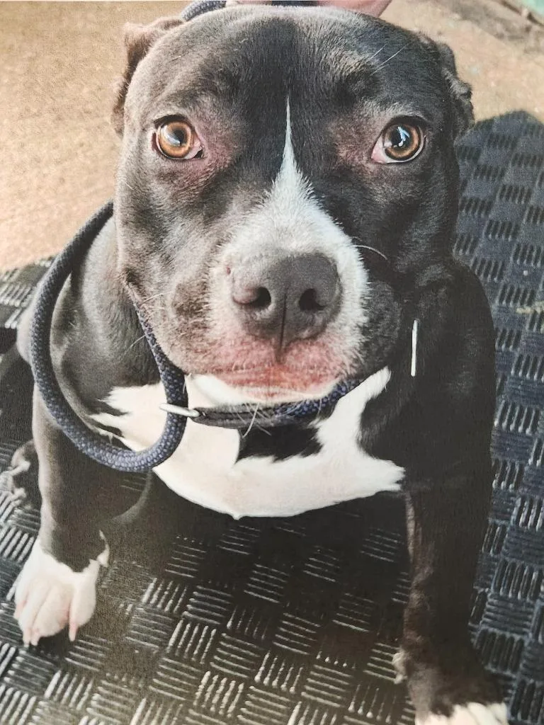 A young medium-sized female Harlequin Pit Bull Terrier dog named Monterey for adoption in Trenton, NJ