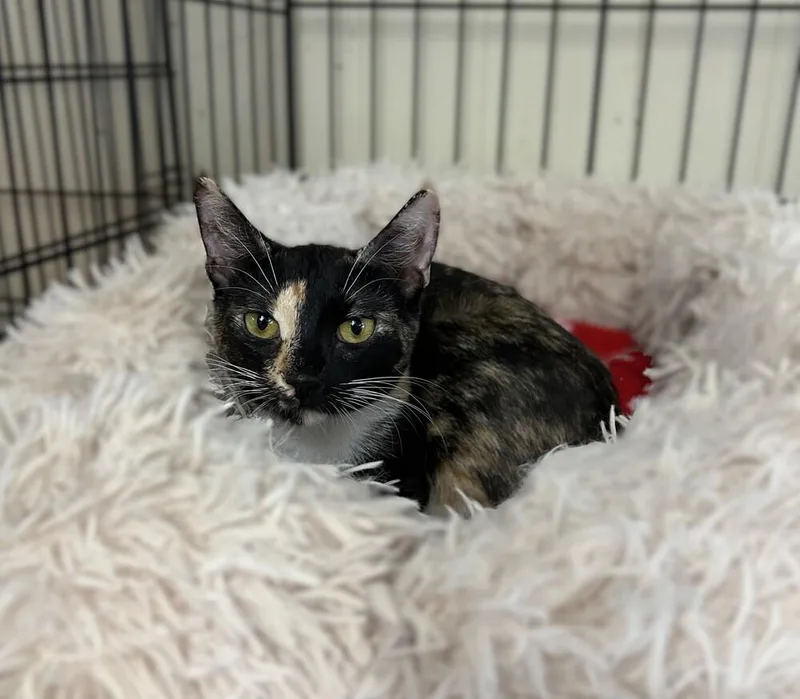 A baby small-sized female American Shorthair cat named Nellie for adoption in Westwood, NJ
