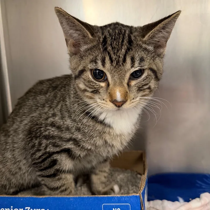 A baby medium-sized male Brown / Chocolate Domestic Short Hair cat named Snoop Dogg for adoption in Owosso, MI