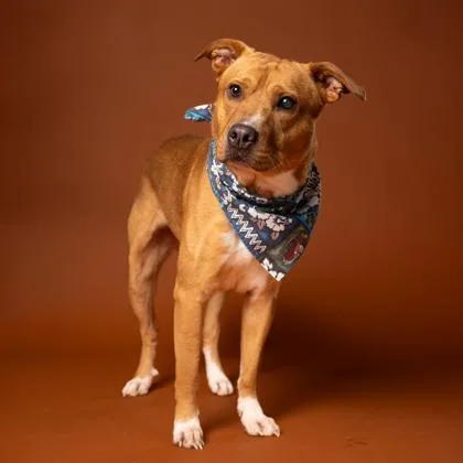 An adult large-sized male Mixed Breed dog named Doppler for adoption in Atlanta, GA