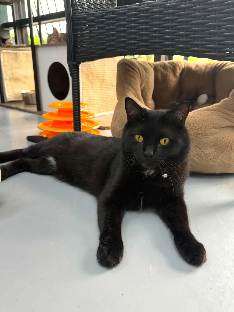An adult medium-sized male Black Domestic Short Hair cat named Mr Boombastic for adoption in Tavares, FL