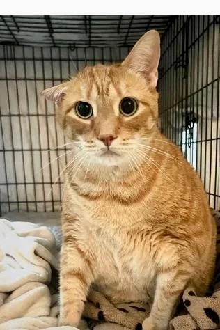 An adult medium-sized male Tabby (Orange / Red) Domestic Short Hair cat named Sydney for adoption in Gastonia, NC
