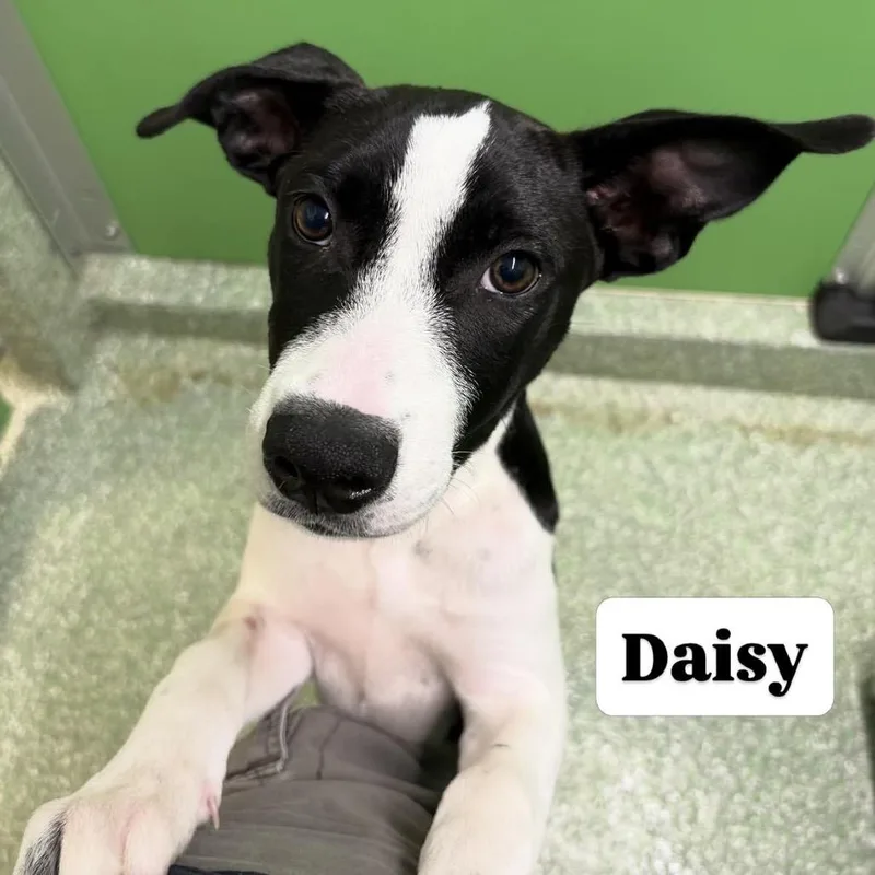 A baby medium-sized female Black Hound dog named Daisy for adoption in Calverton, NY