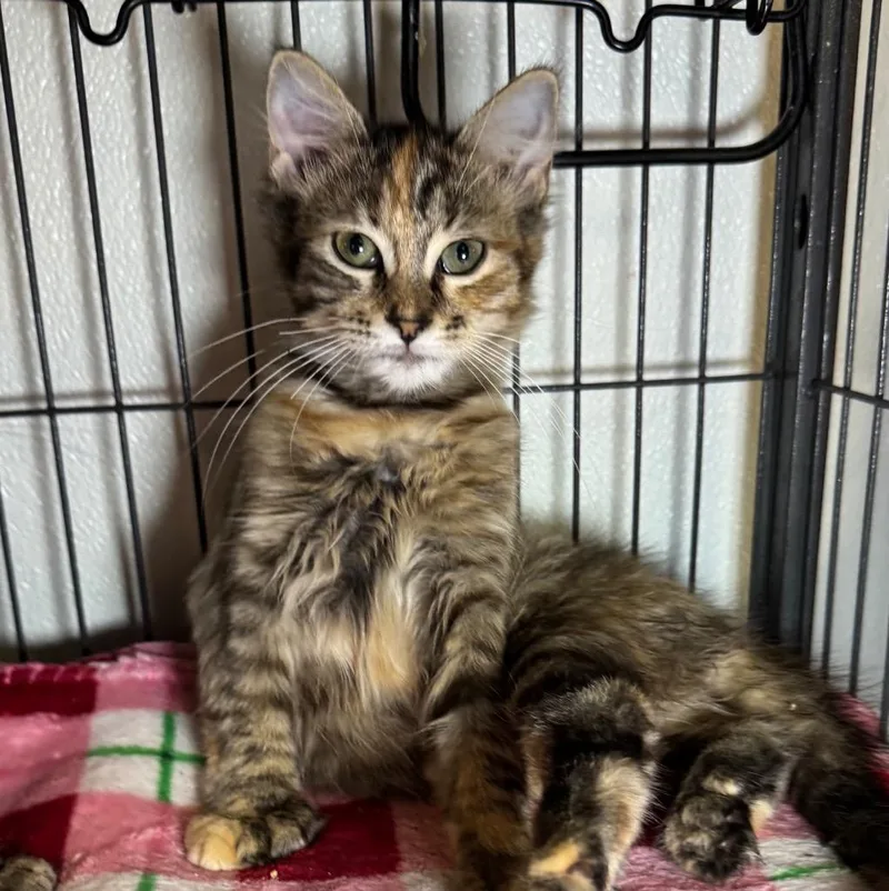A baby medium-sized female Domestic Short Hair cat named Gracie for adoption in Saginaw, MI