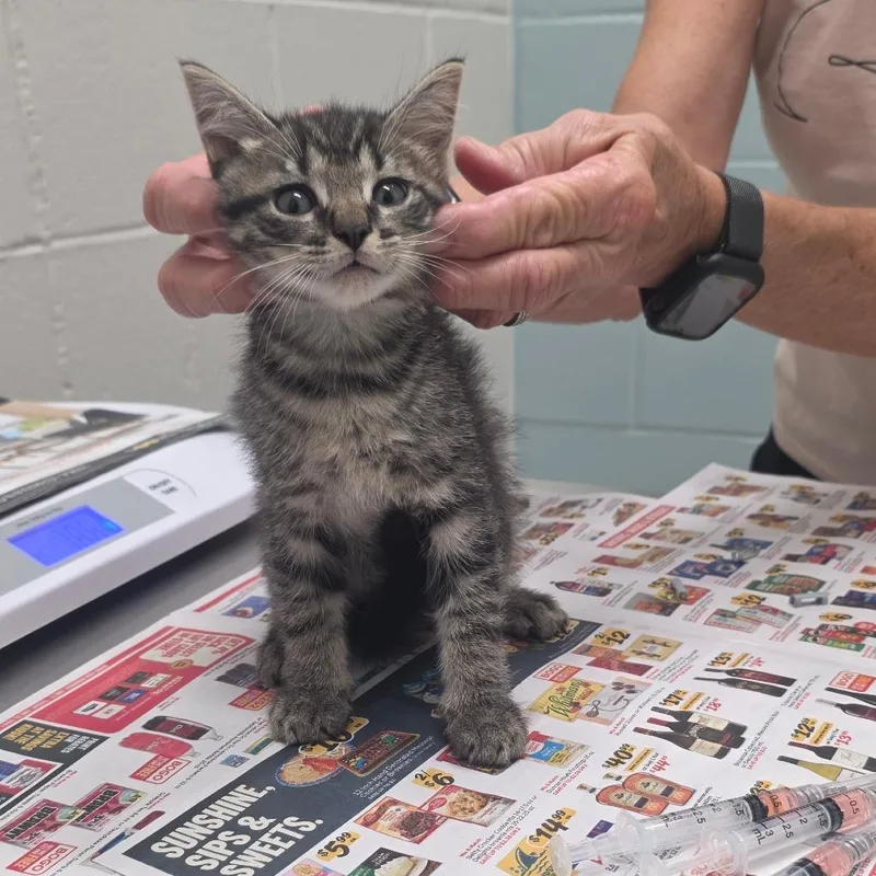 A baby small-sized male White Domestic Short Hair cat named Obi for adoption in Jacksonville, FL