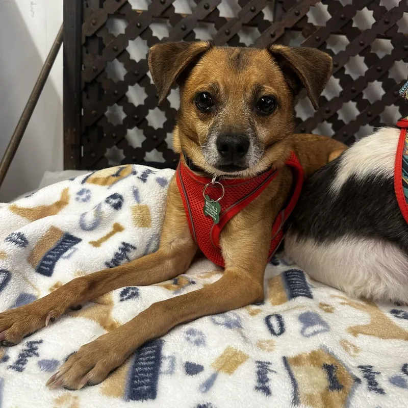 A senior small-sized male Brown / Chocolate Chihuahua dog named Globe for adoption in San Francisco, CA