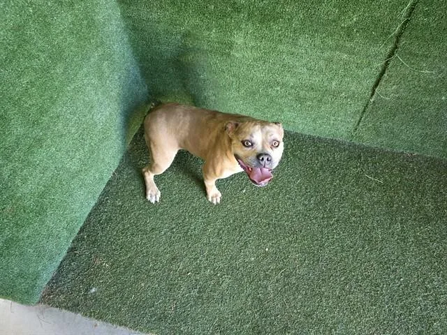 A young medium-sized female Pit Bull Terrier dog named Sandy for adoption in Lancaster, CA