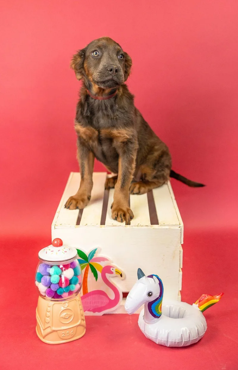 A baby medium-sized female Brown / Chocolate Pit Bull Terrier dog named 575-26 for adoption in Brighton, CO