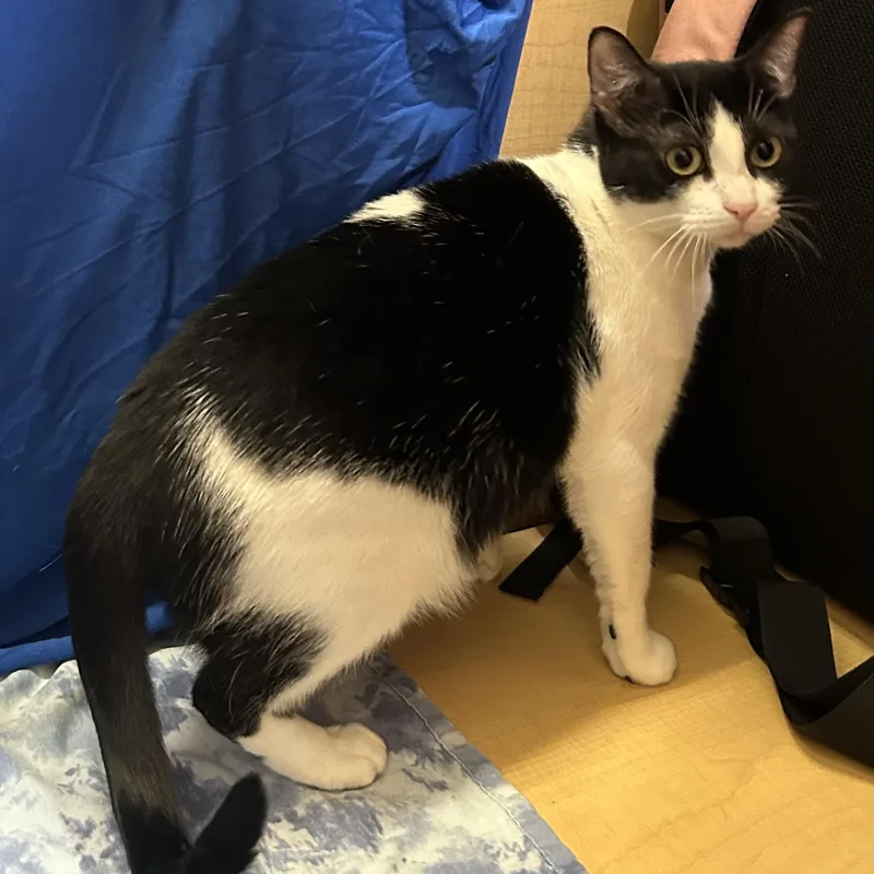 A young medium-sized female Black & White / Tuxedo Domestic Short Hair cat named Kyra for adoption in Spring Branch, TX