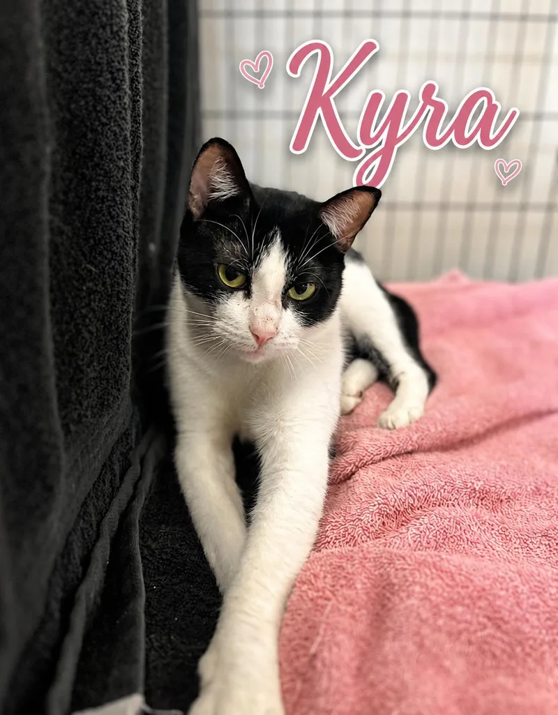 Kyra thumbnail 3