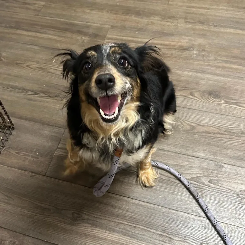 An adult medium-sized female Brown / Chocolate Mixed Breed dog named Wasabi for adoption in Danville, KY