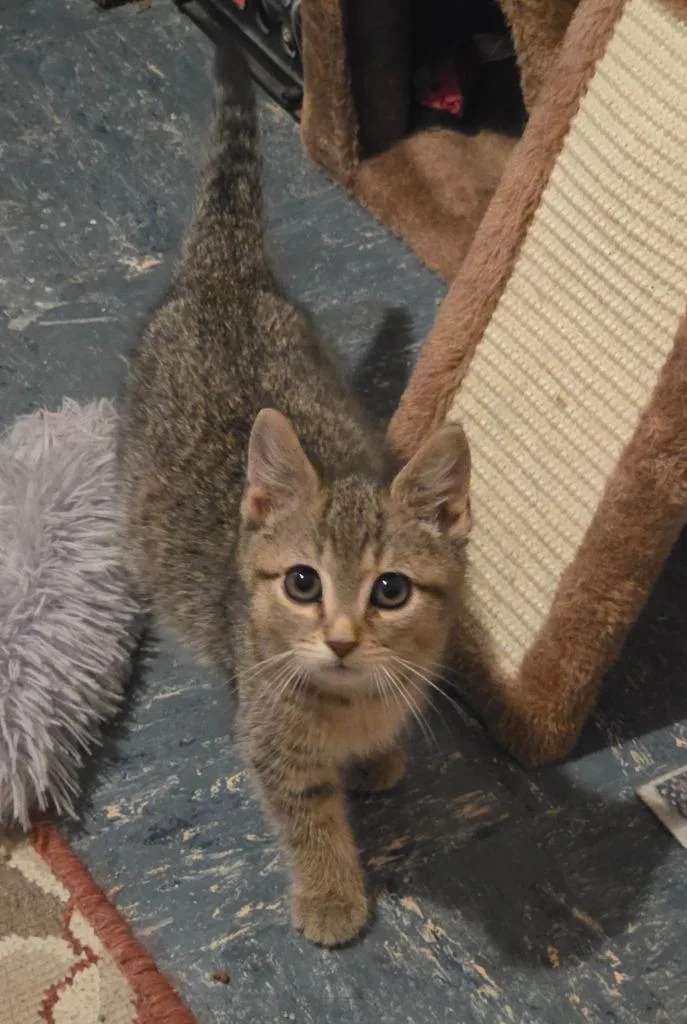 A baby small-sized female American Shorthair cat named Louise for adoption in Hagaman, NY