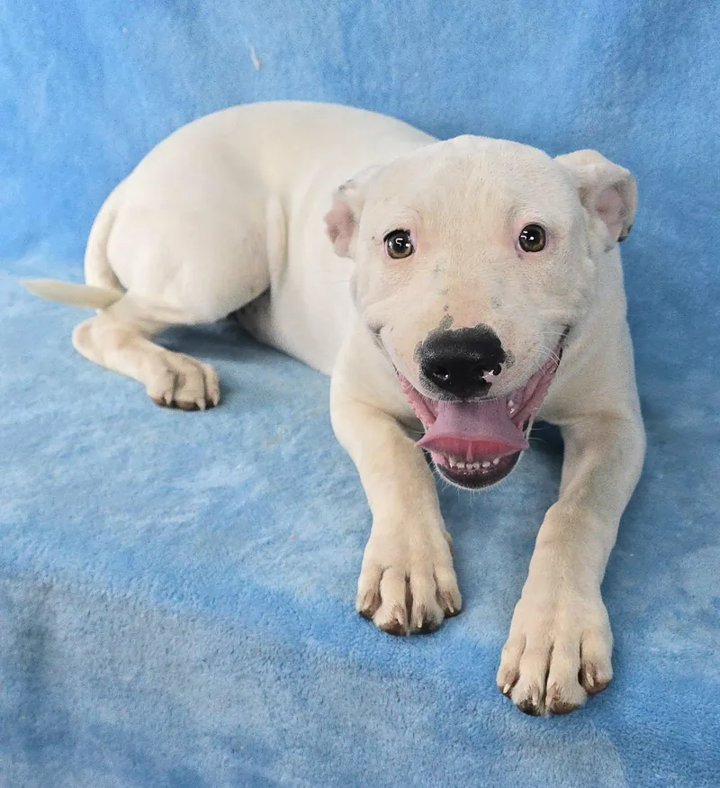 A baby medium-sized female White / Cream Pit Bull Terrier dog named Sophies Choice for adoption in Newport, TN