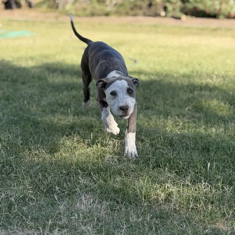A baby medium-sized female Gray / Blue / Silver Pit Bull Terrier dog named Ruby for adoption in Sacramento, CA